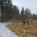 2020_Kreuzlinger_Forst_1_260120_27.jpg