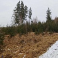 2020 Kreuzlinger Forst 1 260120 28